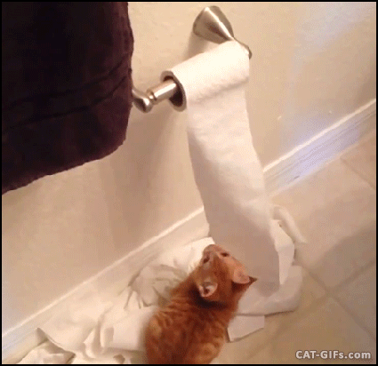 http://www.cat-gifs.com/w3/CAT-GIF-Ginger-Kitten-is-back-toilet-paper-killer-strikes-again.gif