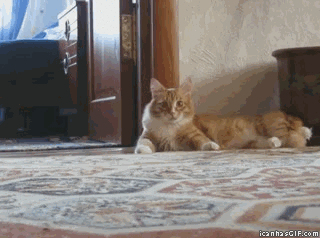 http://giphy.com/gifs/cat-thriller-xXf1n7774Doly