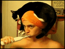 http://giphy.com/gifs/bathroom-cat-11S0NdGAwEeV4k