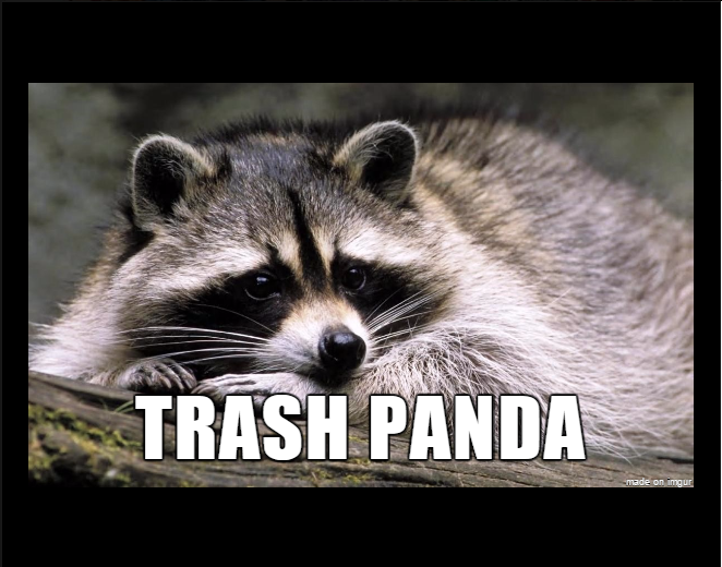 trash panda