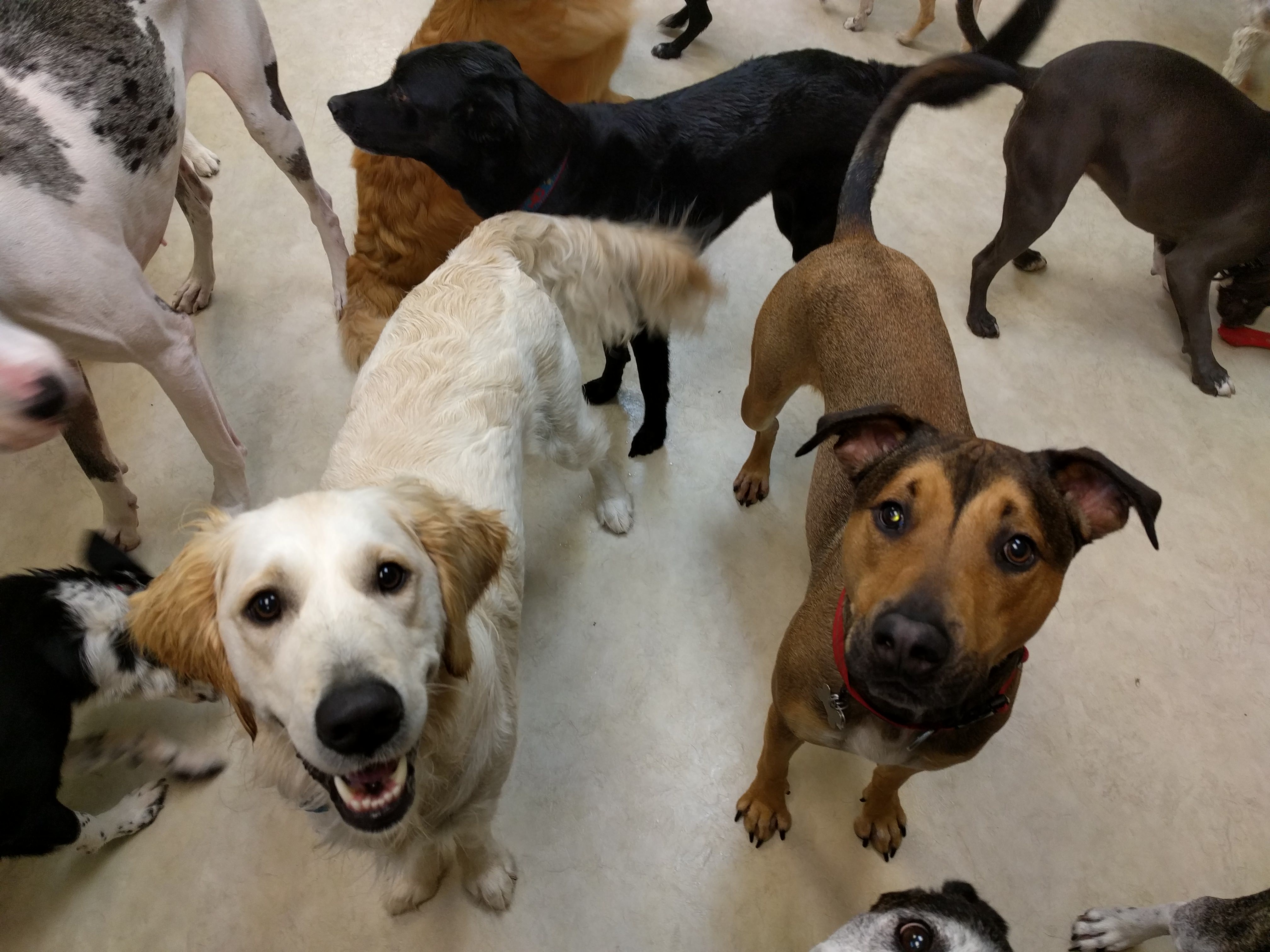 Proof That Doggie Daycare Is The Best Place To Work